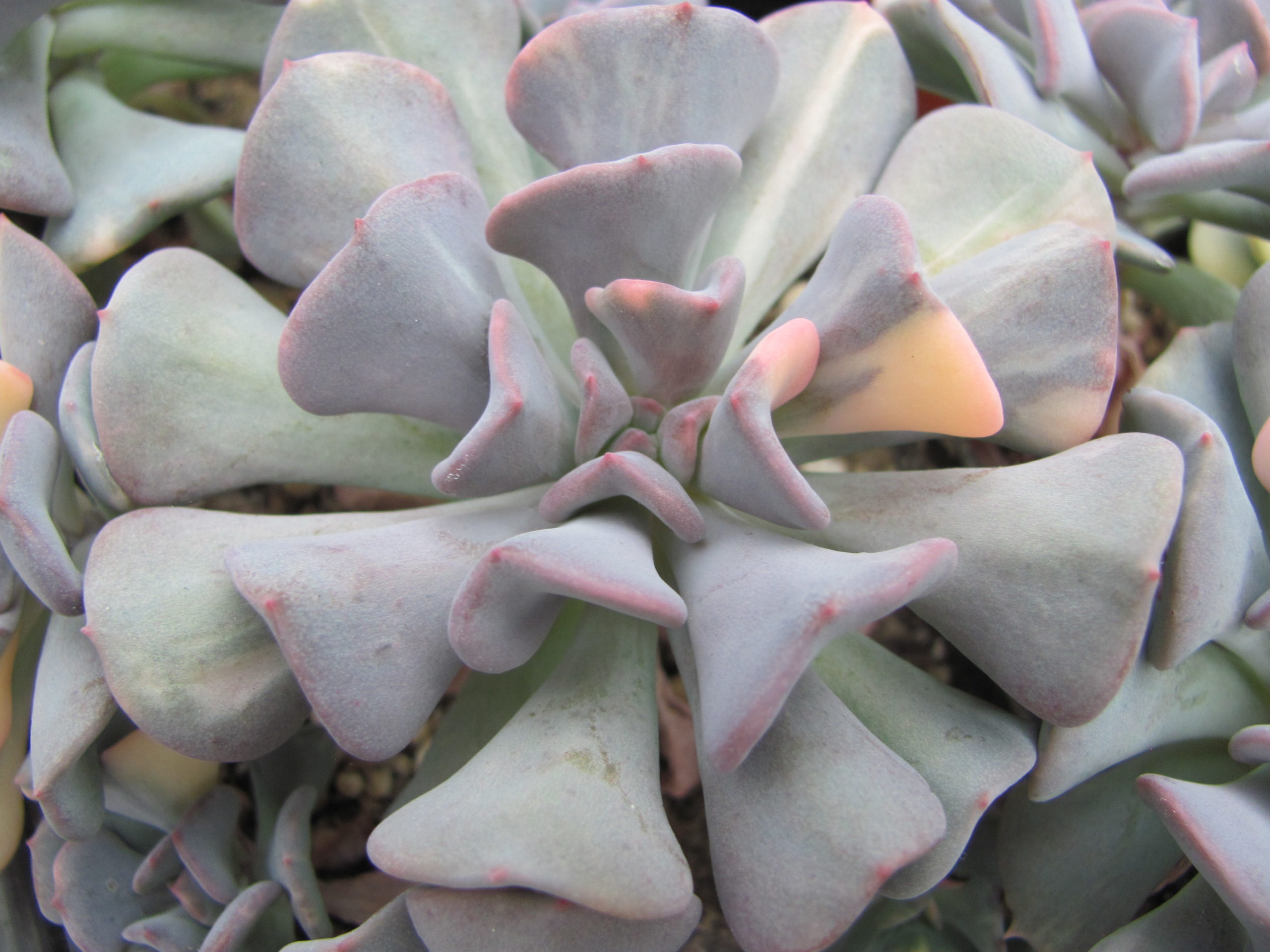 Echeveria Cubic Frost variegata