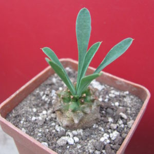 Euphorbia juglans
