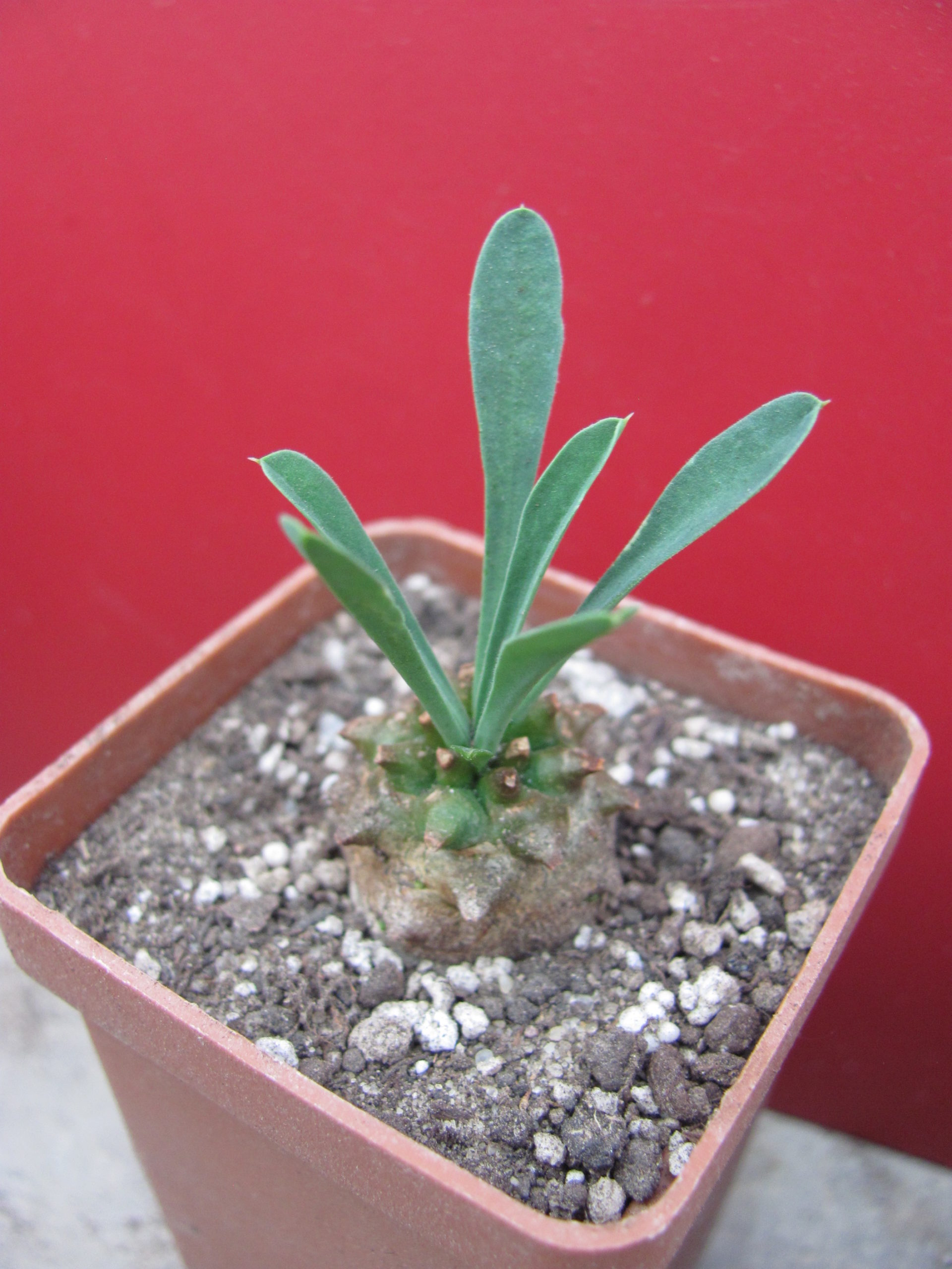 Euphorbia juglans