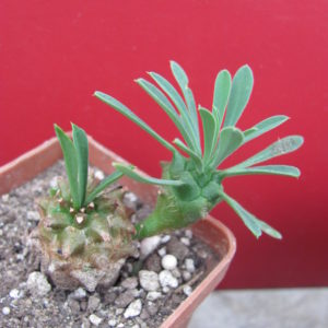 Euphorbia juglans