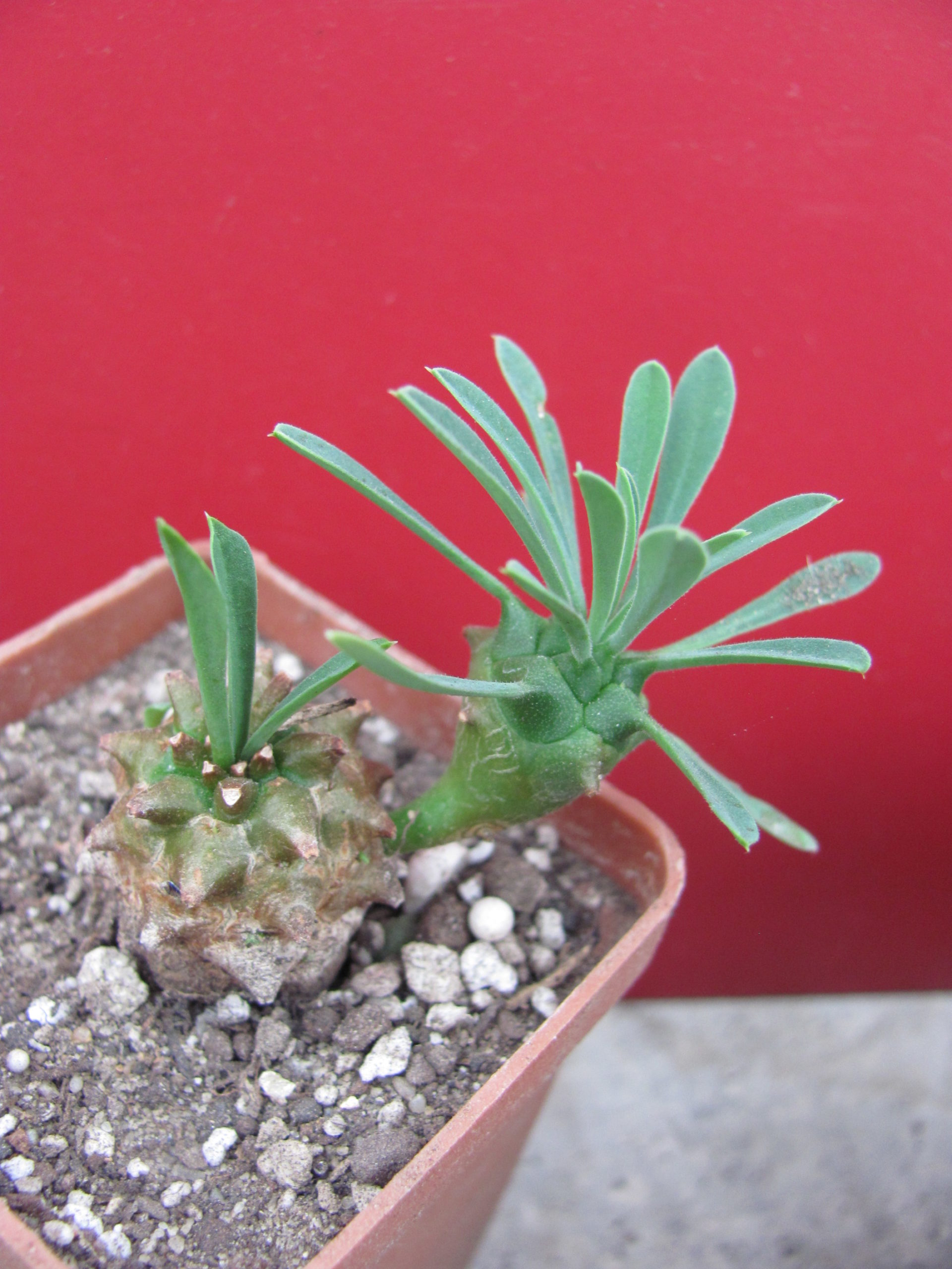 Euphorbia juglans
