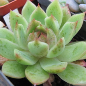Echeveria *Moon Stone* nybr.