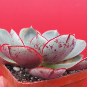 Echeveria longissima brahiantha