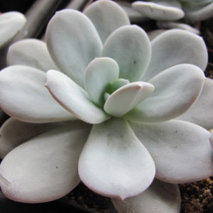 Echeveria laui