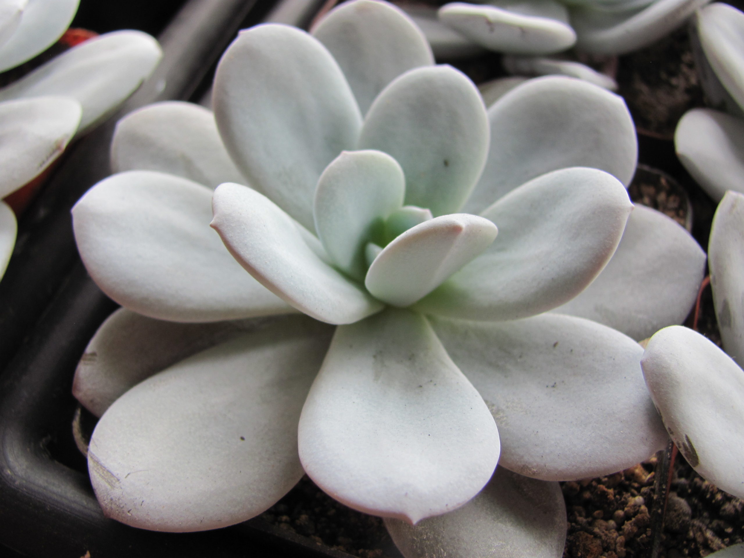 Echeveria laui