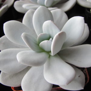 Echeveria laui