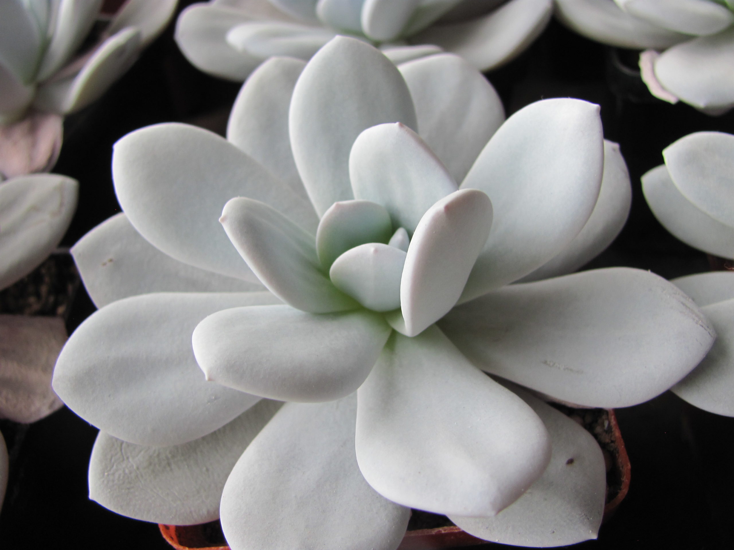 Echeveria laui