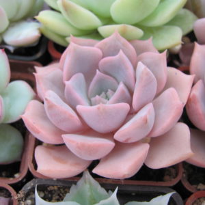 Echeveria hybr.   #29