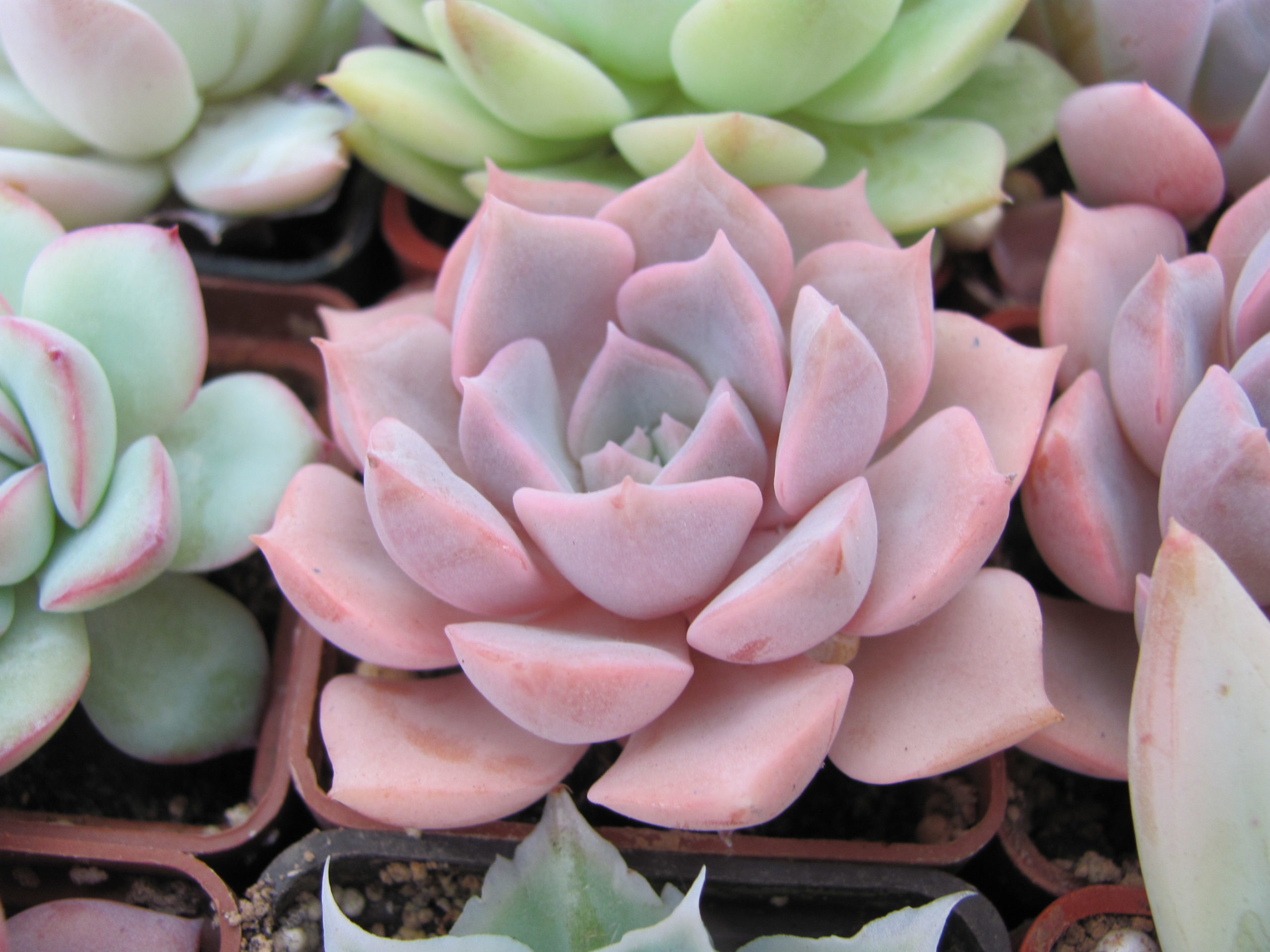 Echeveria hybr.   #29