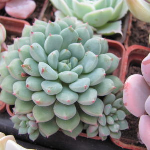 Echeveria *Chrissy n Ryan*