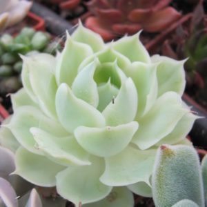 Echeveria Laguna Sanchez hybr.