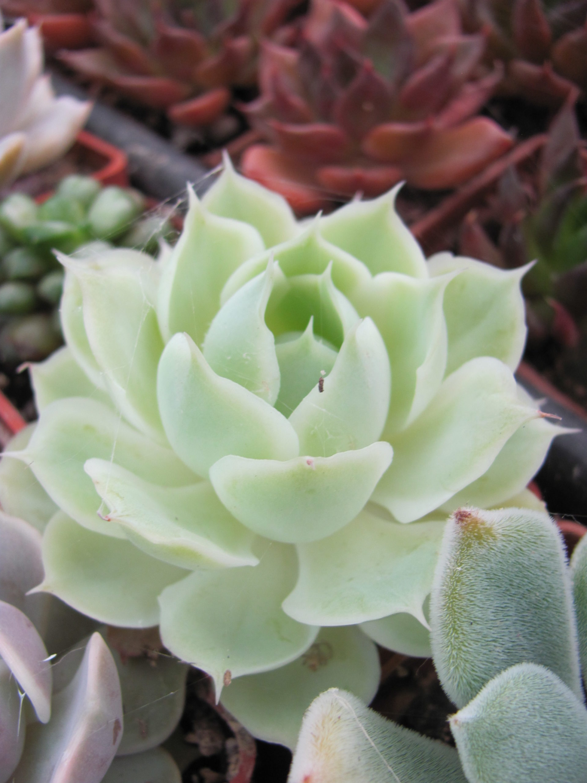 Echeveria Laguna Sanchez hybr.