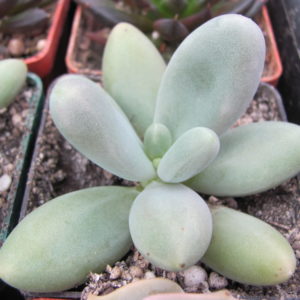 Pachyphytum *Capitan Jessop*