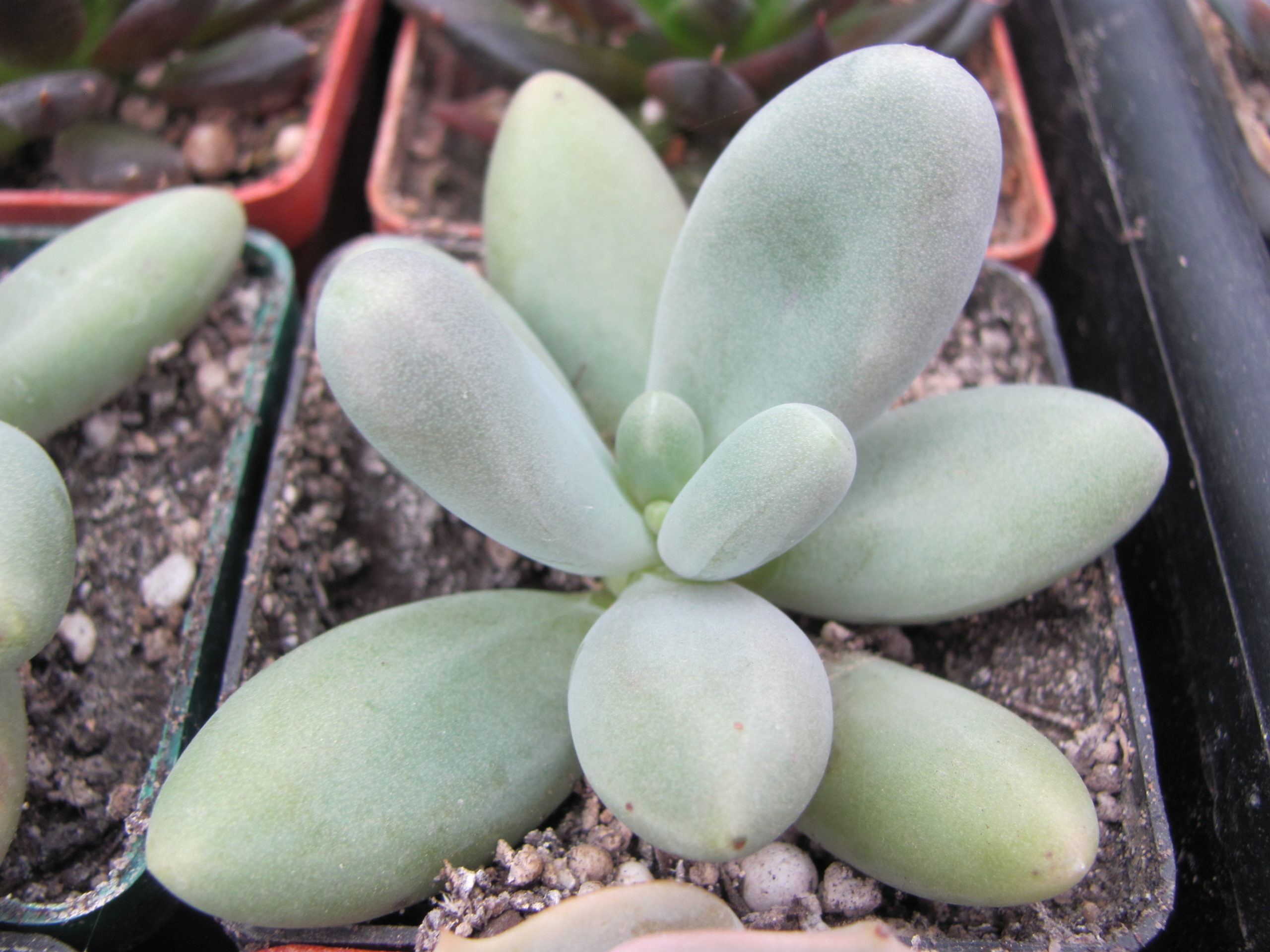 Pachyphytum *Capitan Jessop*