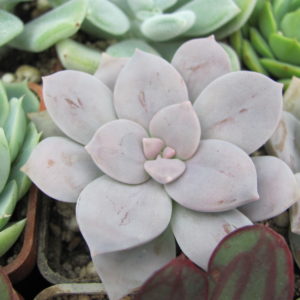 Graptopetalum superbum
