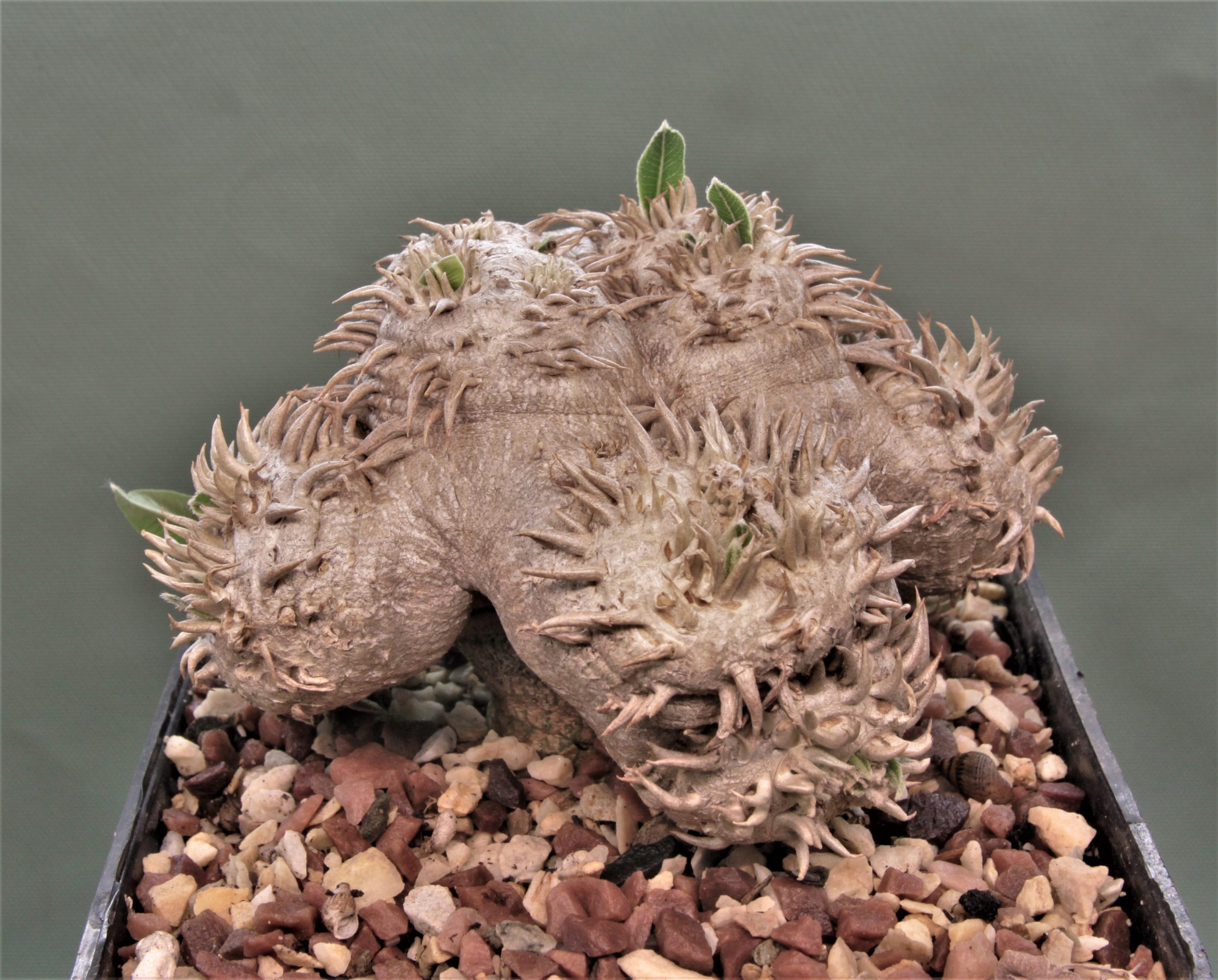 Pachypodium brevicaule graft 1. Кубик 11х11см. 5200грн.