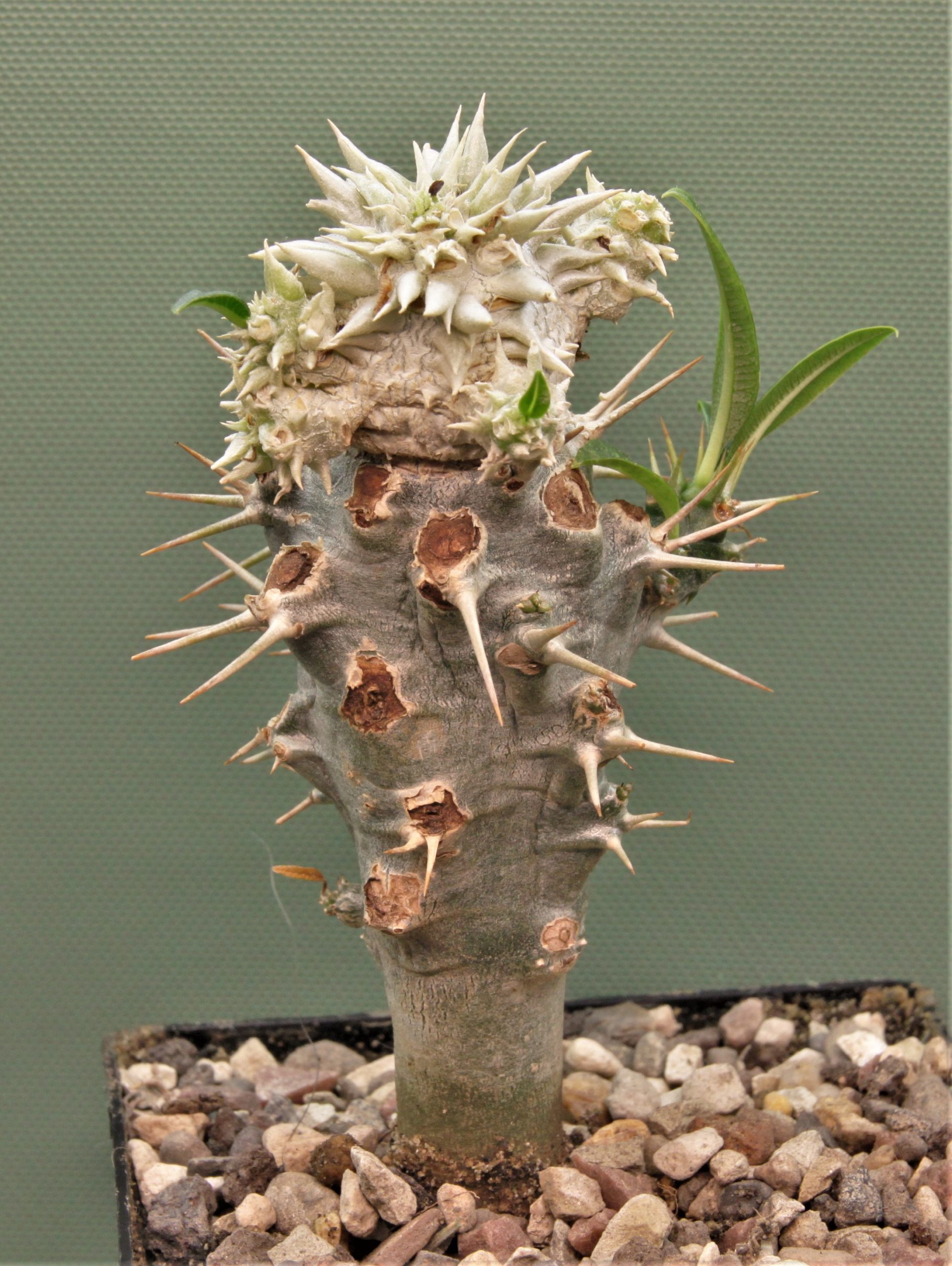 Pachypodium brevicaule graft 1м. Кубик 7х77см. 1200грн..