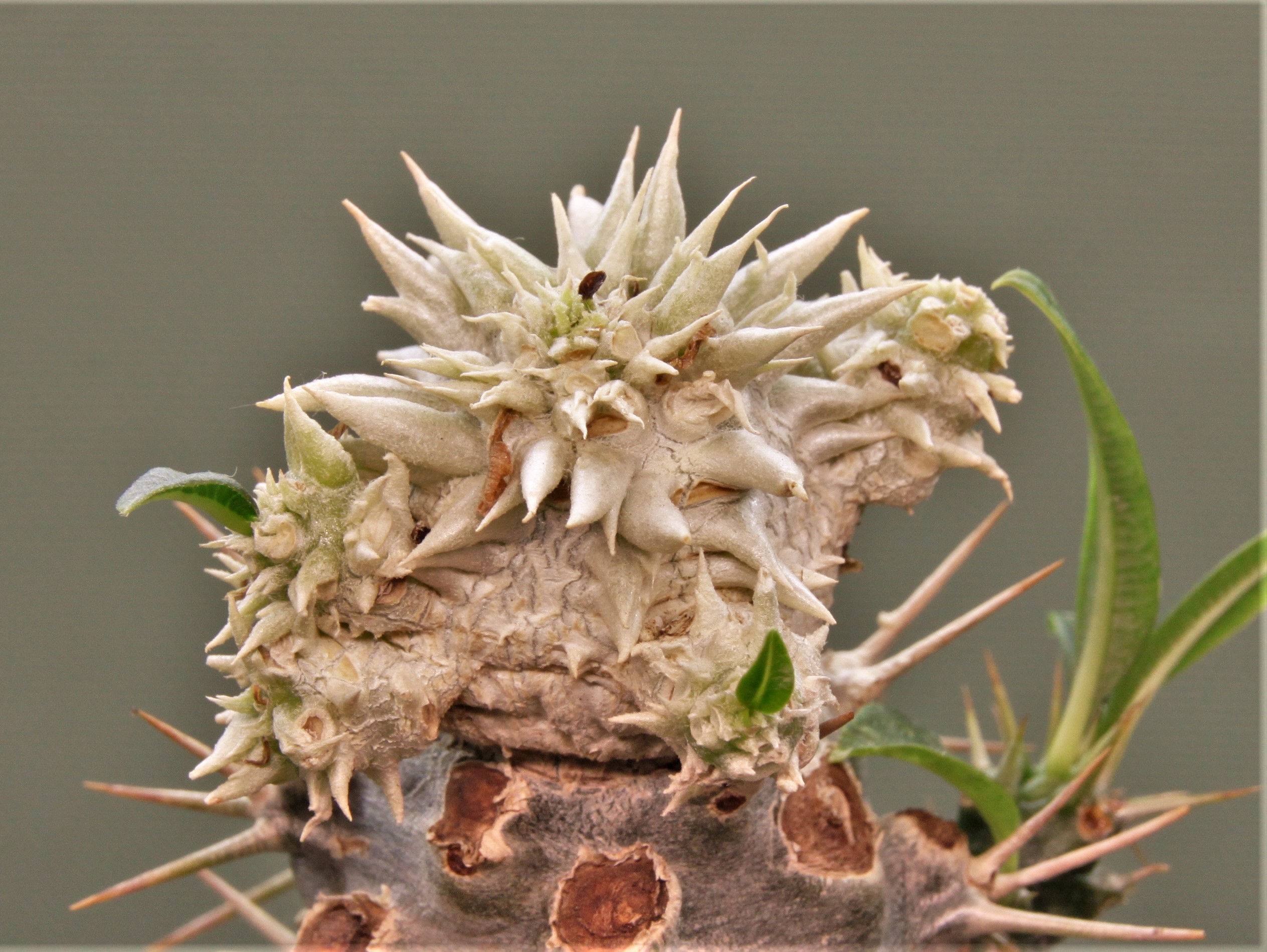 Pachypodium-brevicaule-graft-1m.