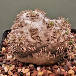 Pachypodium-brevicaule-graft-2