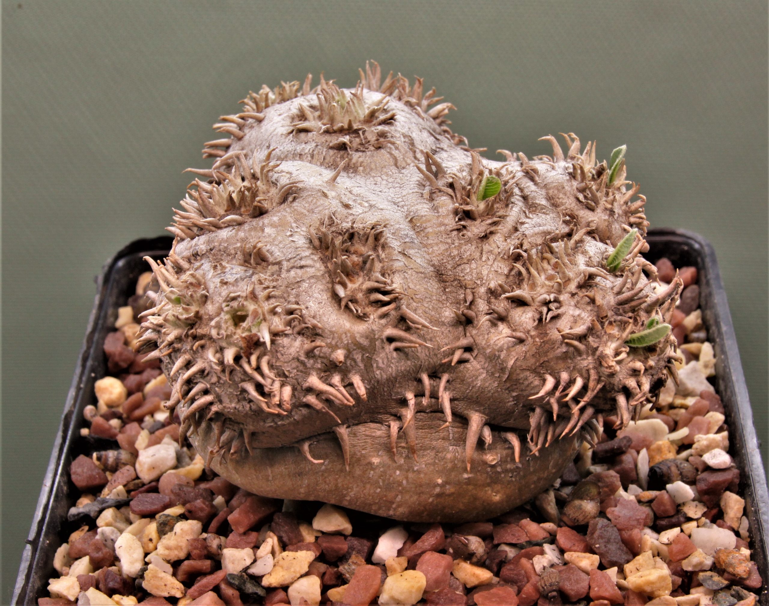 Pachypodium-brevicaule-graft-2
