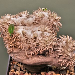 Pachypodium-brevicaule-graft-3