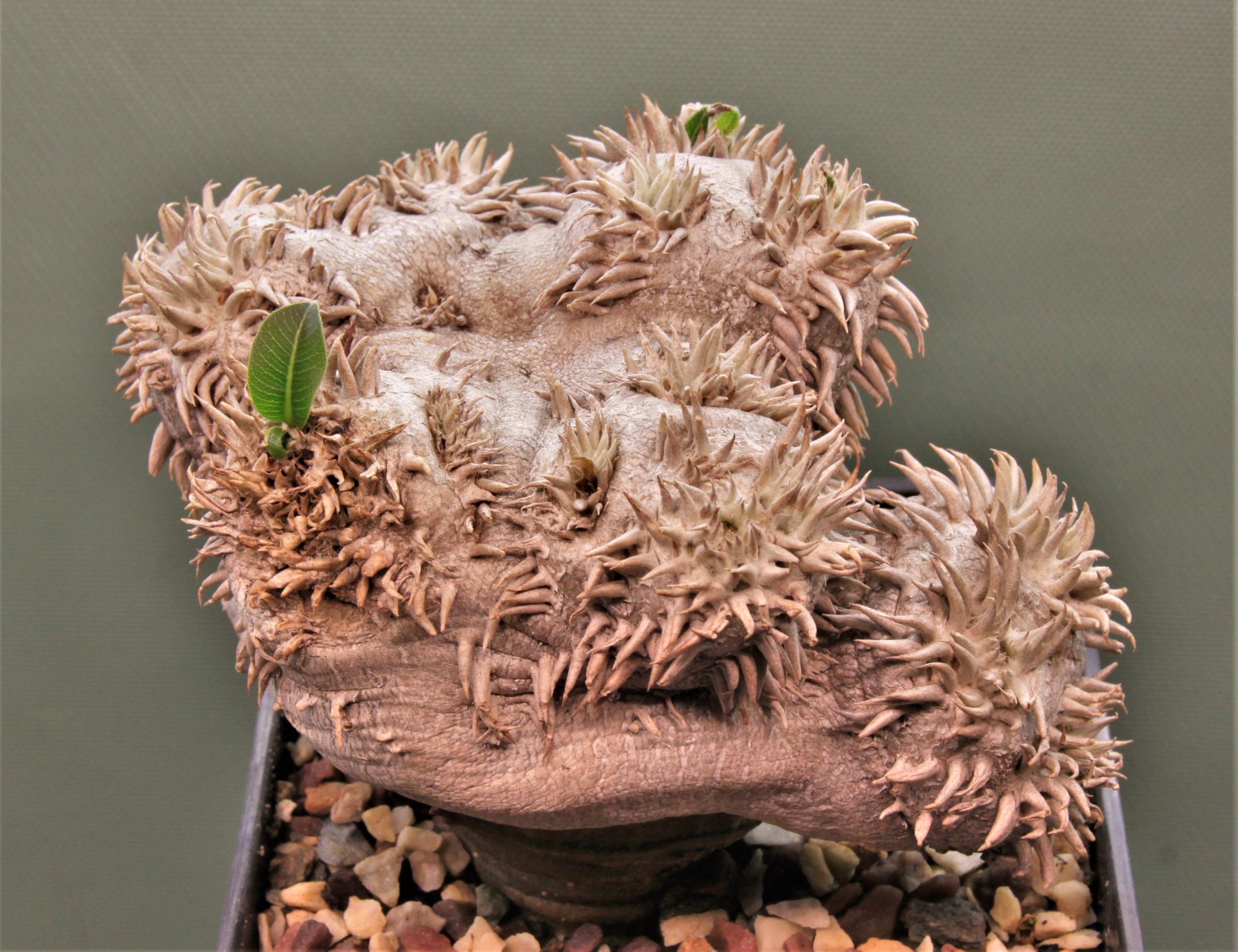 Pachypodium-brevicaule-graft-3