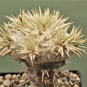 Pachypodium-brevicaule-ssp.leucoxanthum-1. Белые цветы