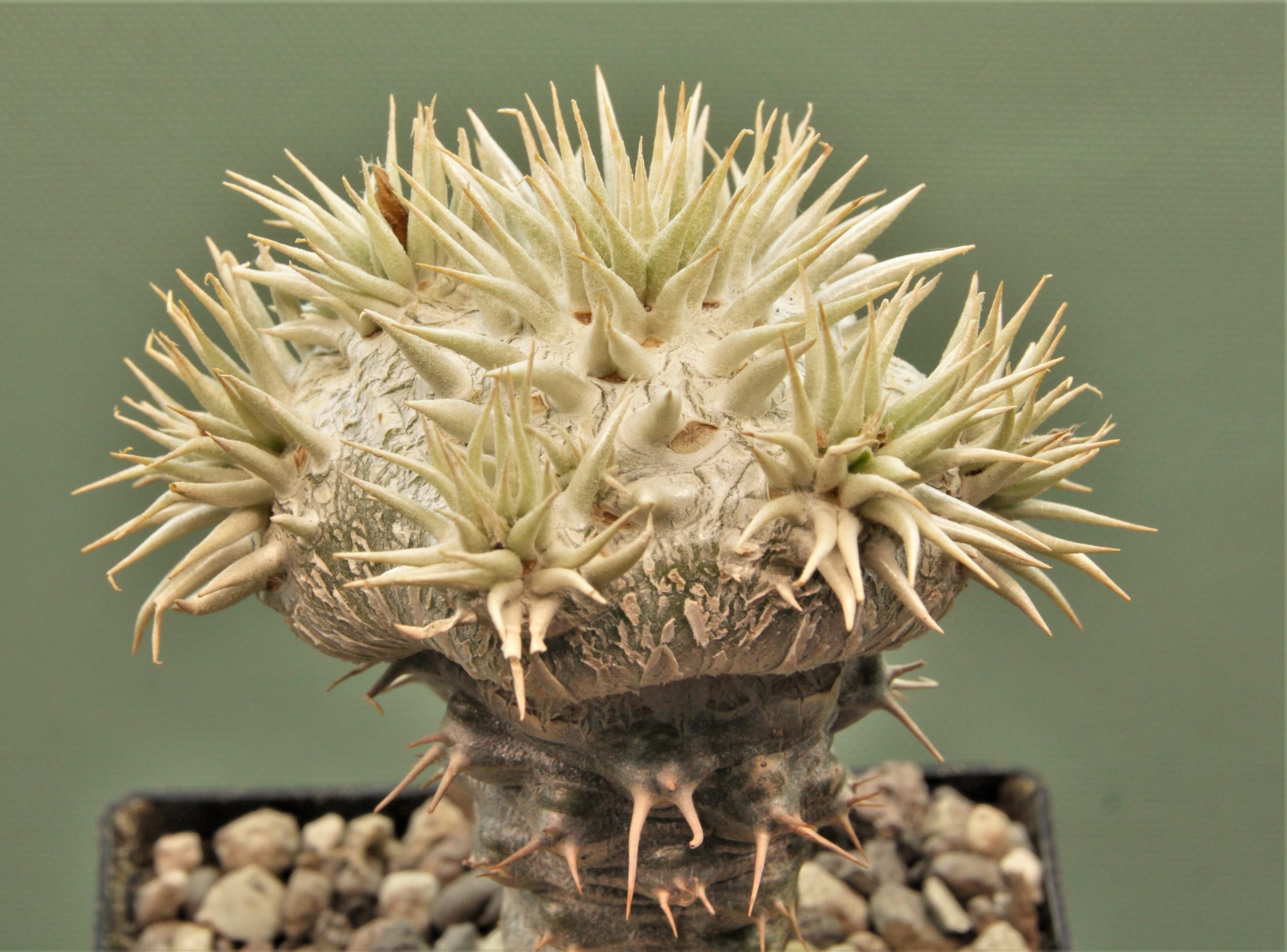 Pachypodium-brevicaule-ssp.leucoxanthum-1. Белые цветы