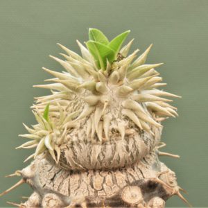Pachypodium-brevicaule-ssp.leucoxanthum-5. Белые цветы