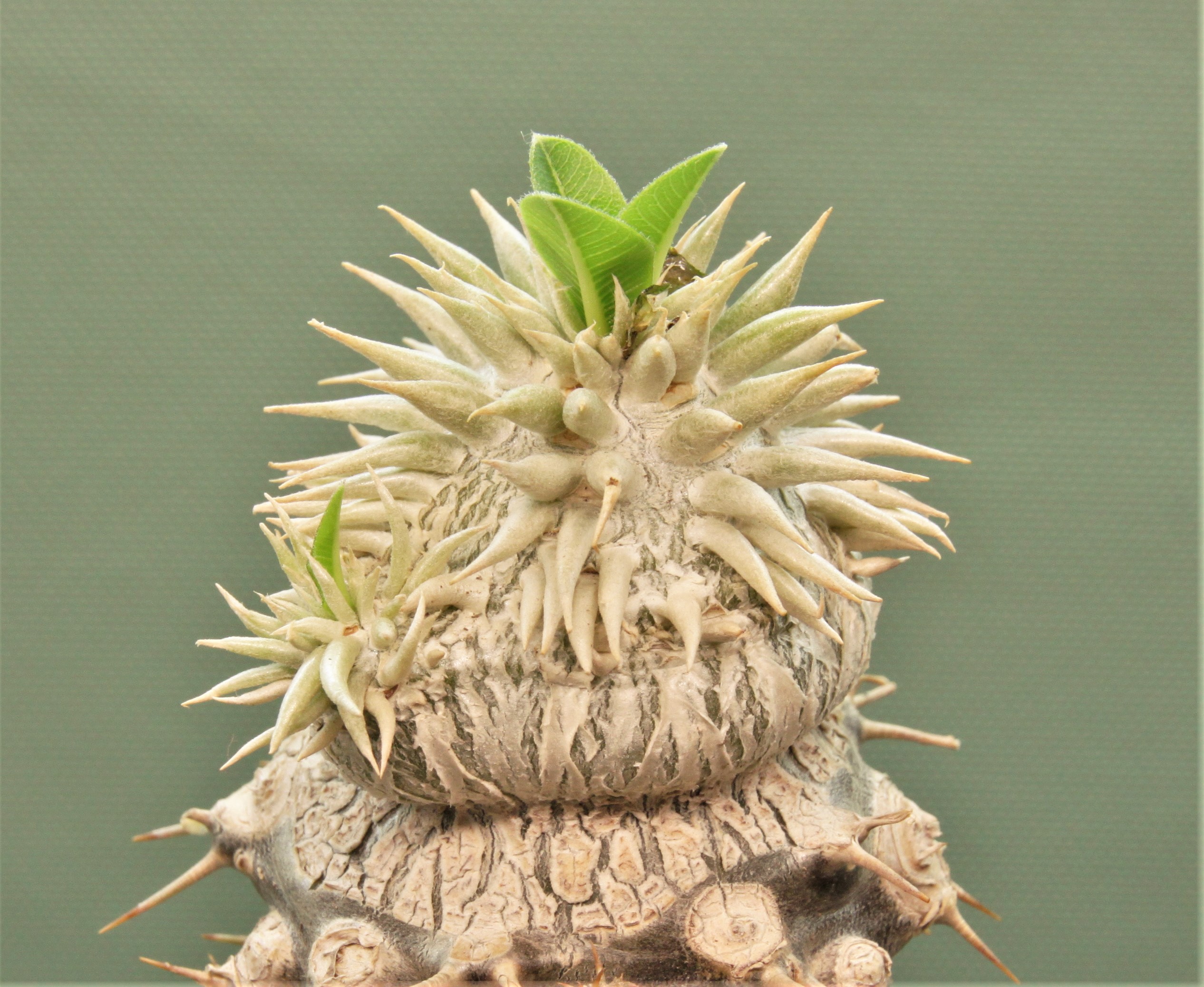 Pachypodium-brevicaule-ssp.leucoxanthum-5. Белые цветы