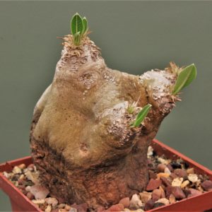 Pachypodium-eburneum-1