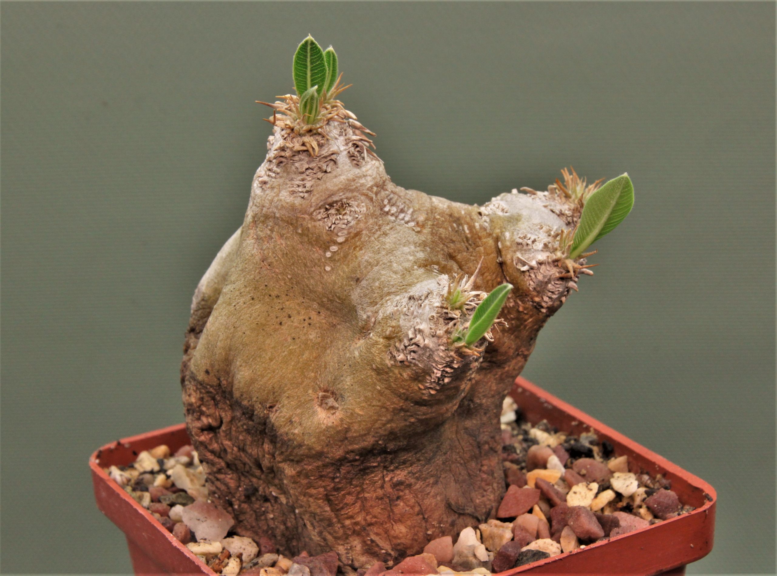 Pachypodium-eburneum-1
