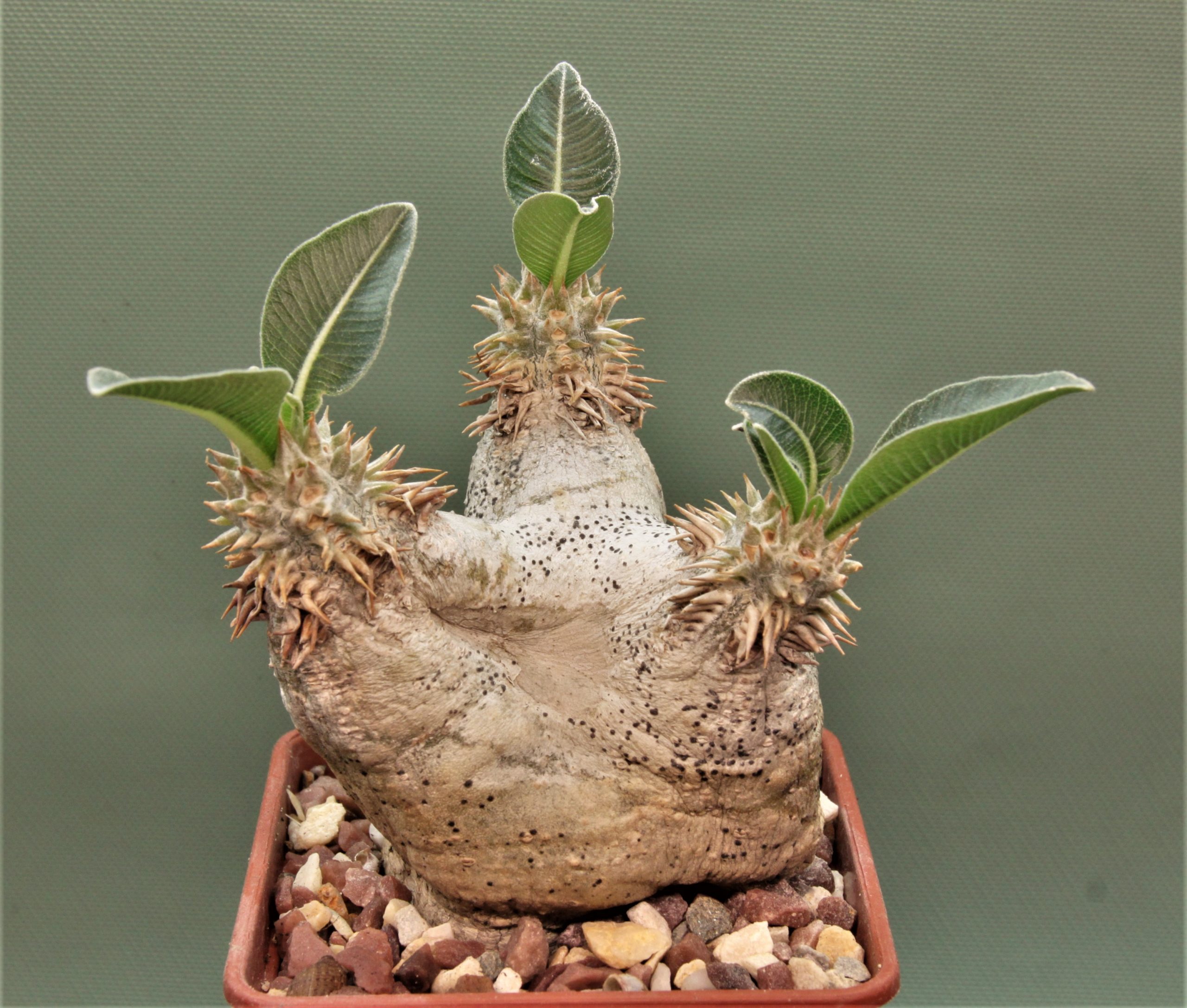 Pachypodium eburneum 2. Кубик 7х7см. 4600грн