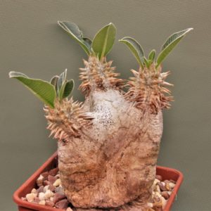Pachypodium-eburneum-2