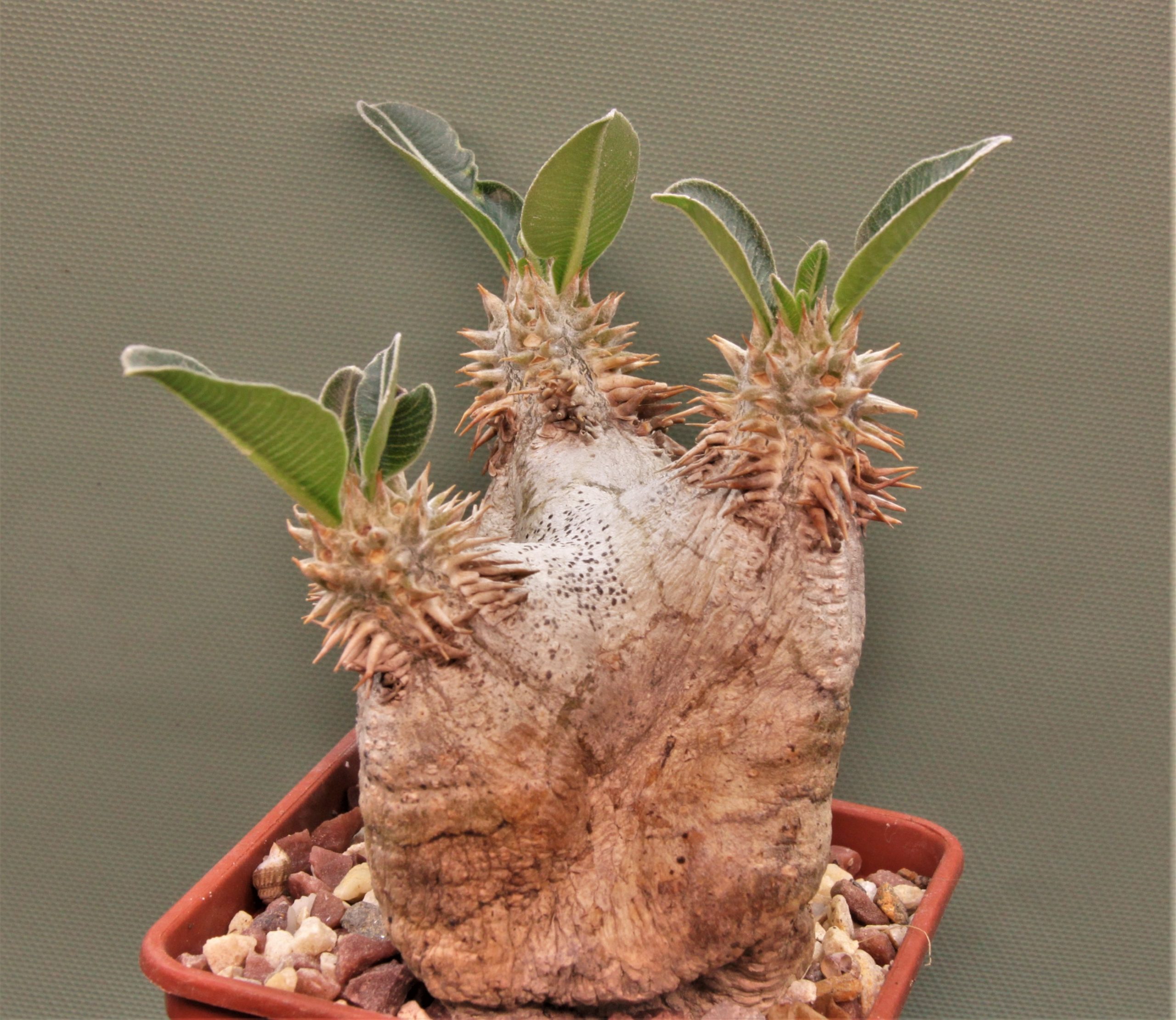 Pachypodium-eburneum-2