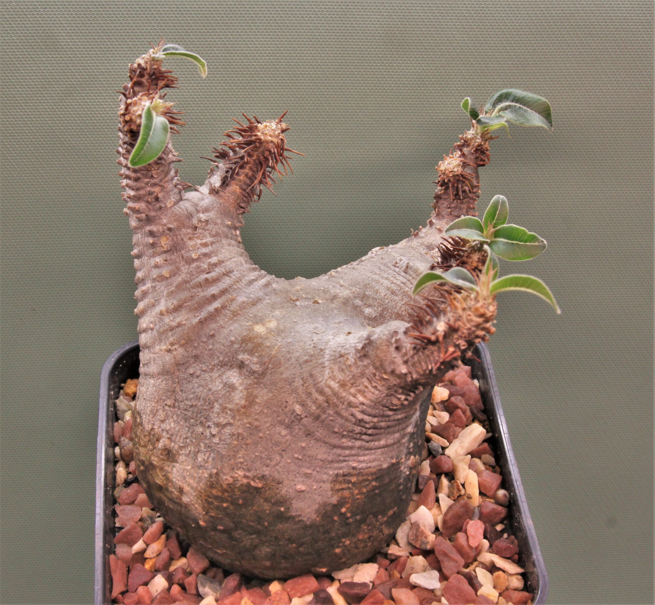 Pachypodium-makayense-Madagascar-2