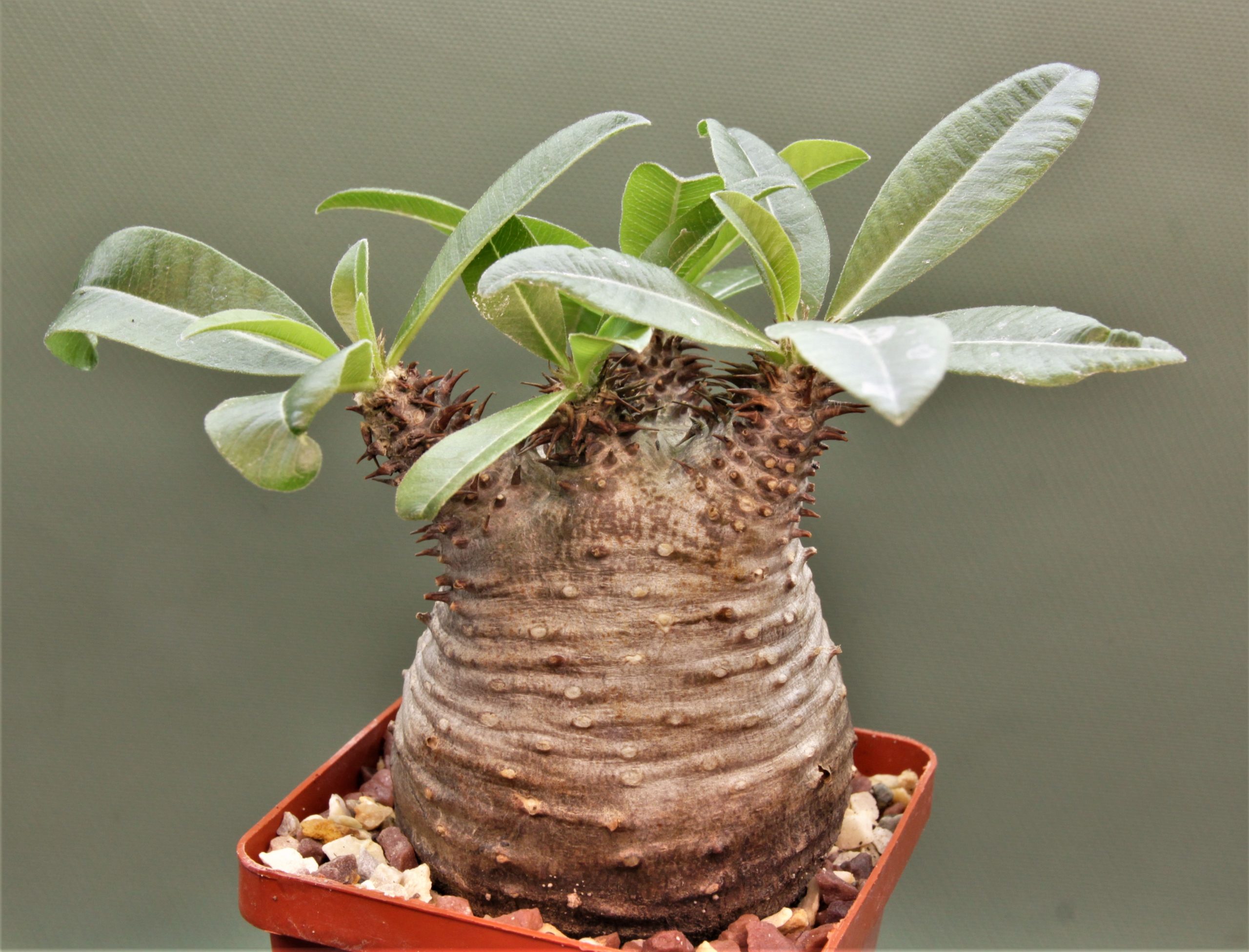 Pachypodium makayense Madagascar 3. Кубик 8х8см. 5600грн