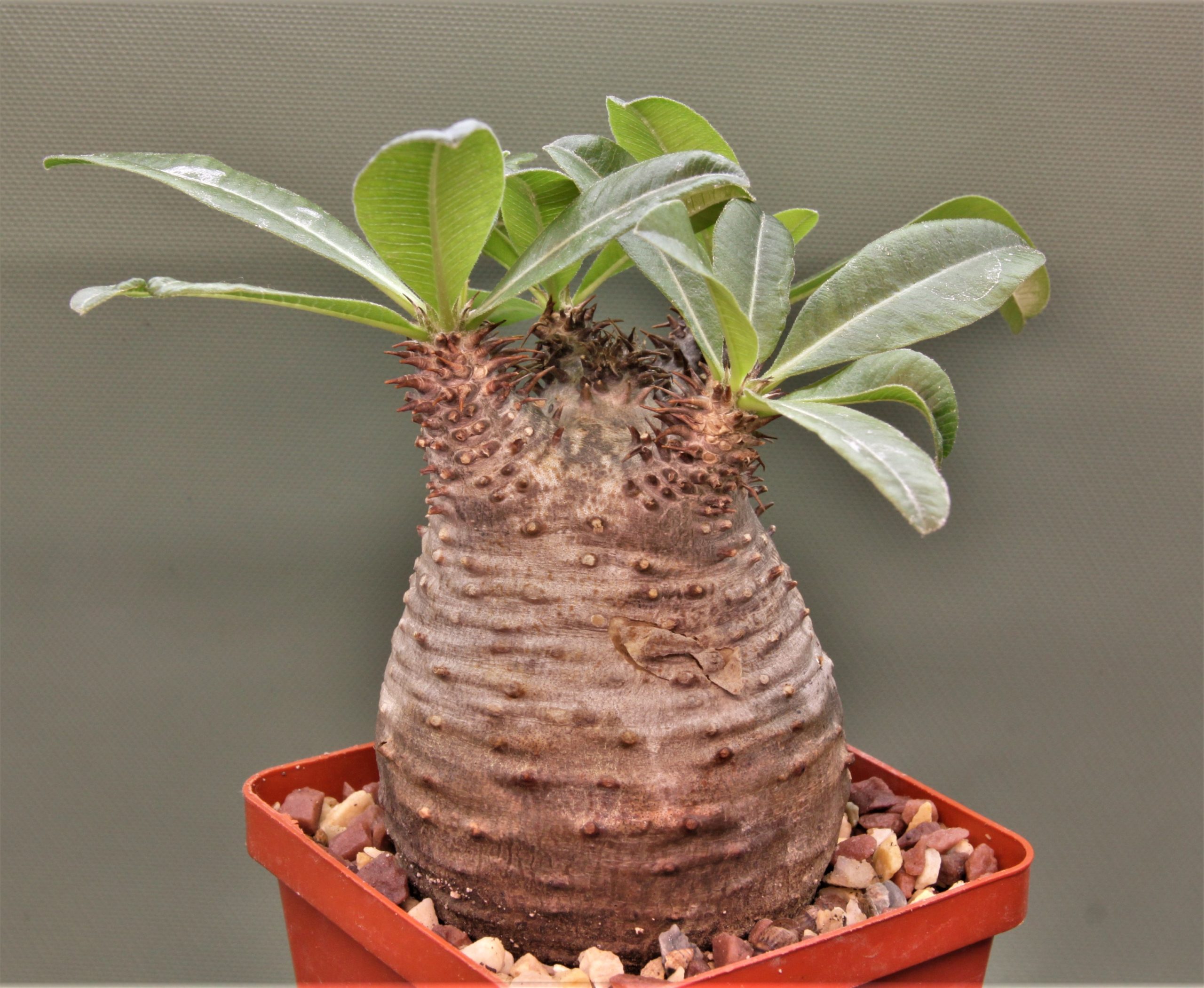 Pachypodium makayense Madagascar 3. Кубик 8х8см. 5600грн.