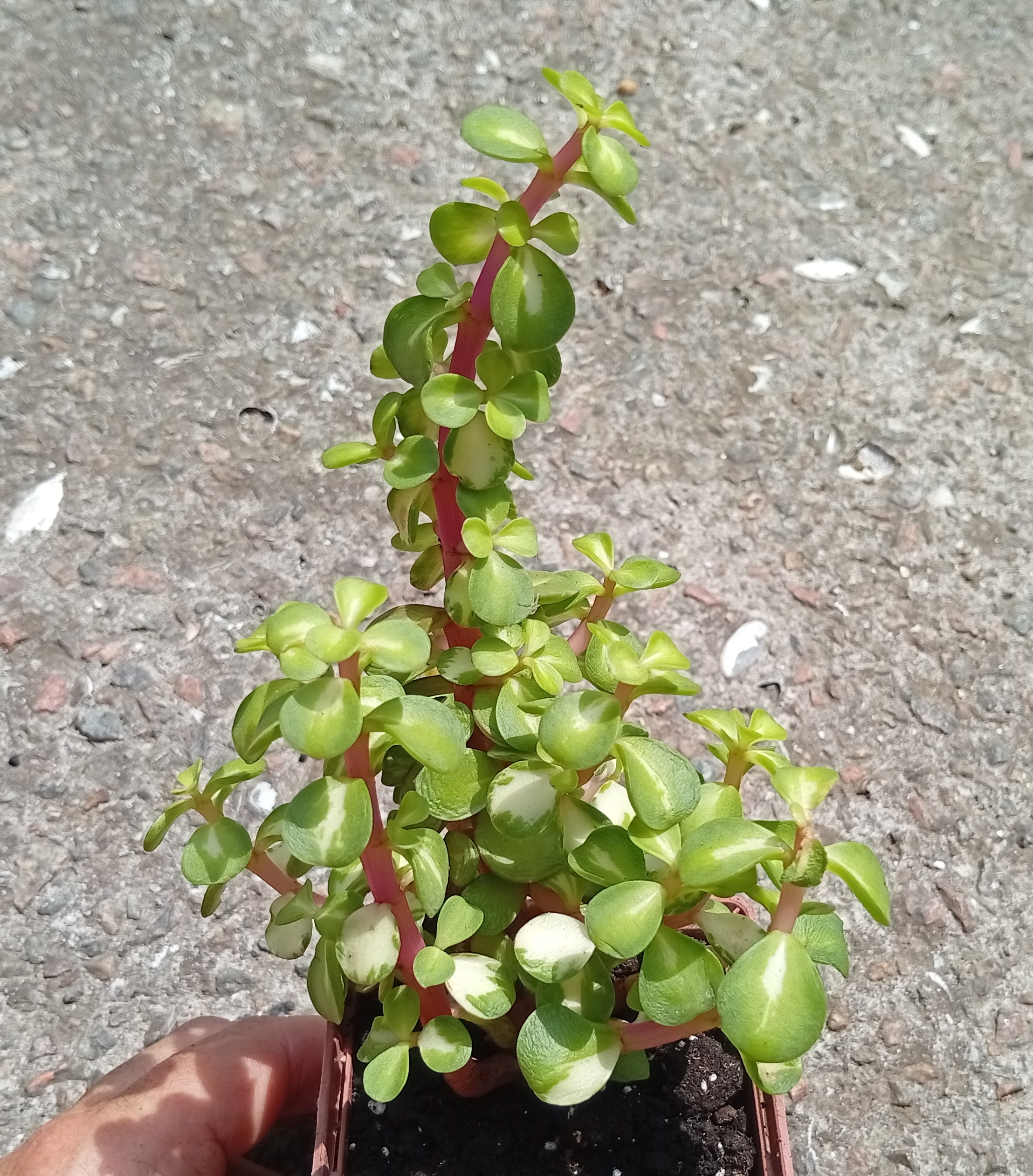 Portulacaria afra mediopicta