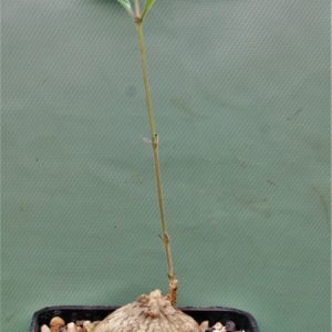 Raphionacme-sp.small-flower-D13653-Ekasama.Zambia