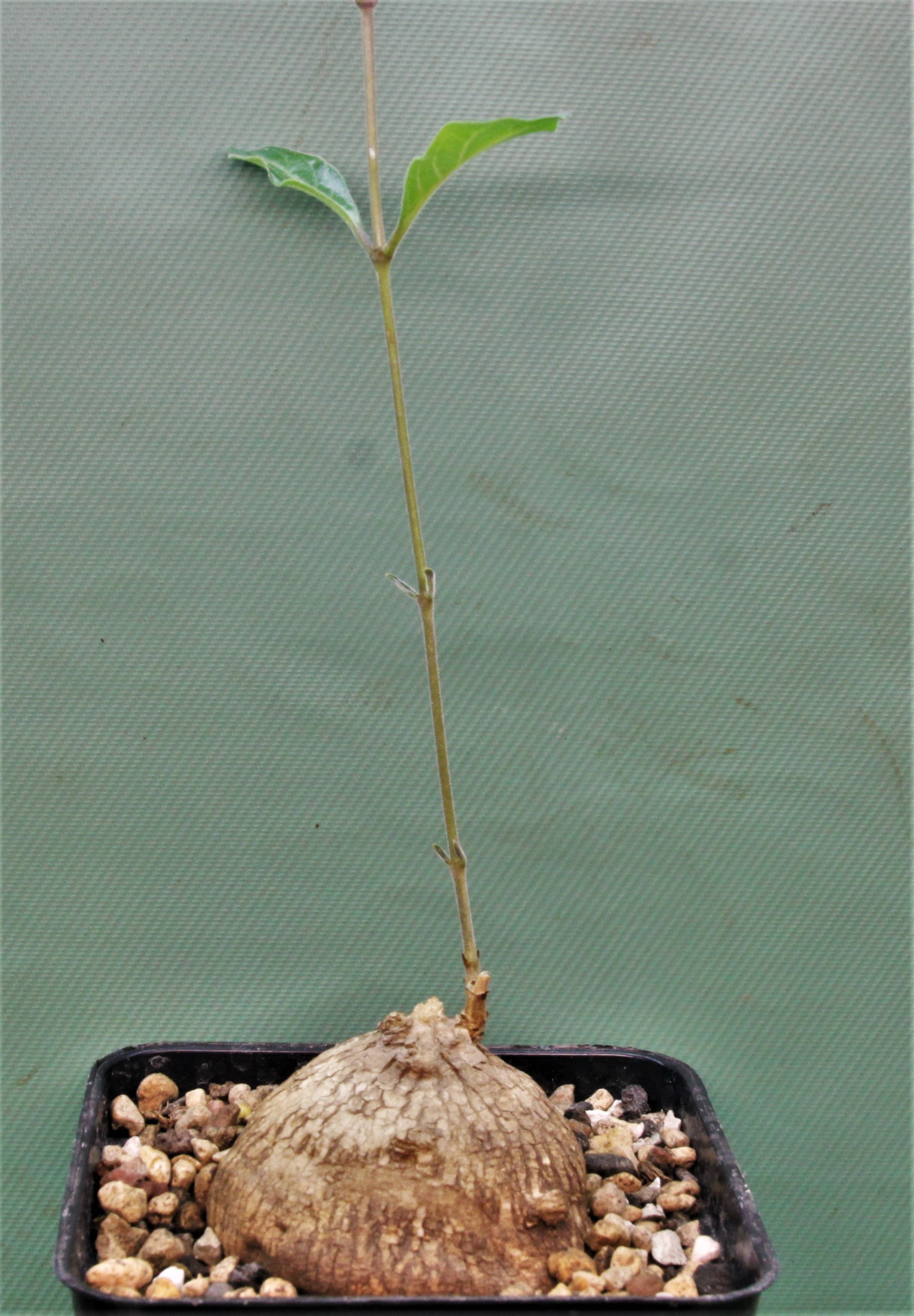 Raphionacme-sp.small-flower-D13653-Ekasama.Zambia