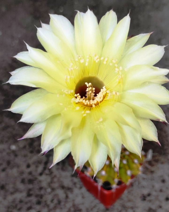 ECHINOPSIS HYBRID -SELENA-