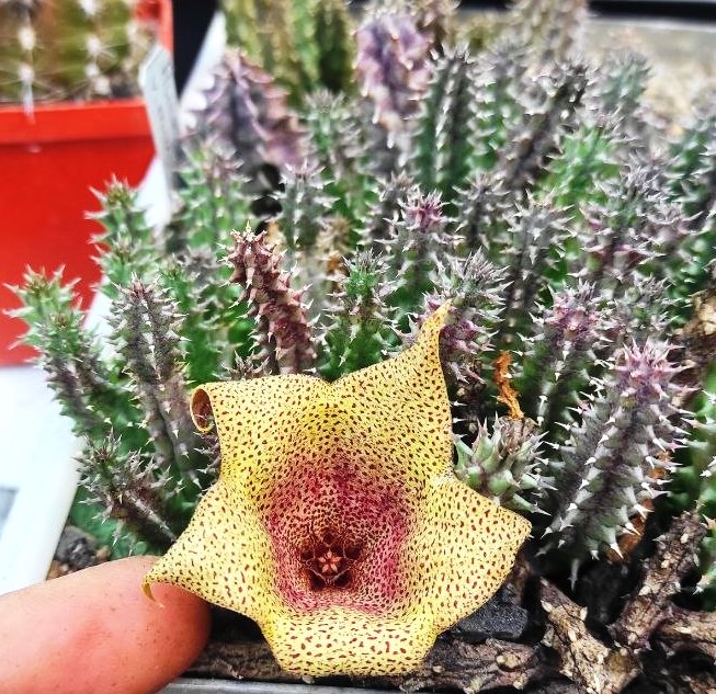 TAWARESIA MEINTJESII