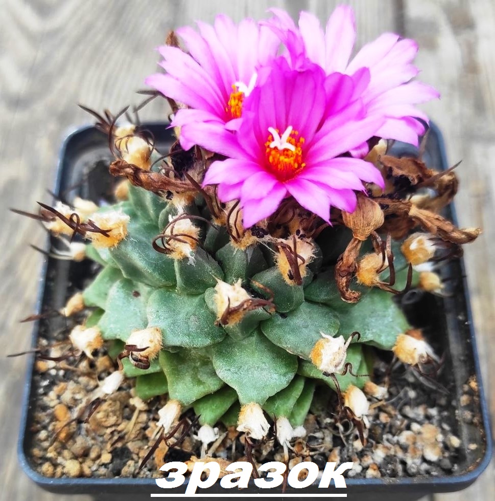 Turbinicarpus alonsoi - насіння, порція 25 шт