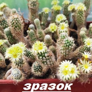 Turbinicarpus pseudomacrochele ssp. krainzianus v. minimus