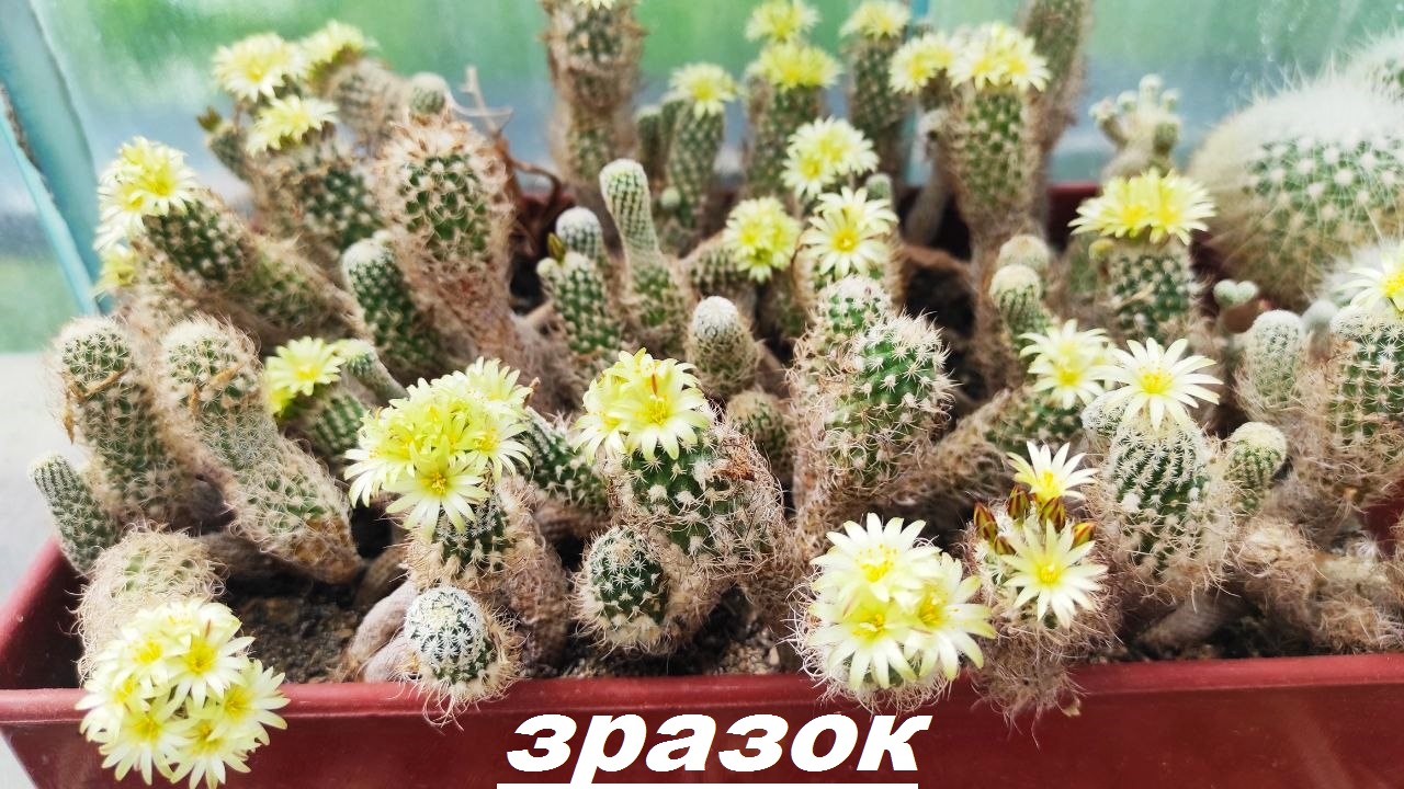 Turbinicarpus pseudomacrochele ssp. krainzianus v. minimus