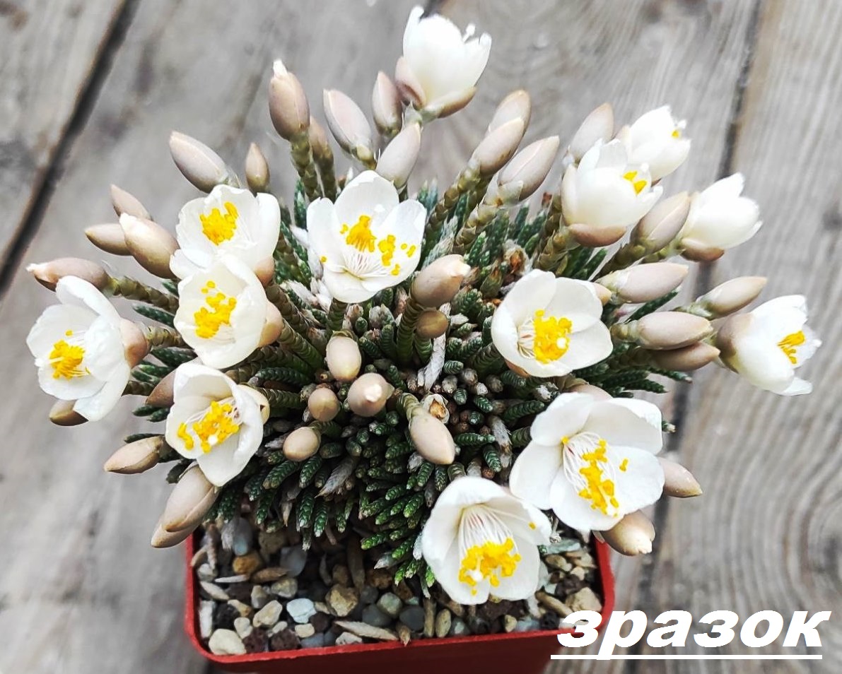 anacampseros alstonii - насіння, порція 25 шт