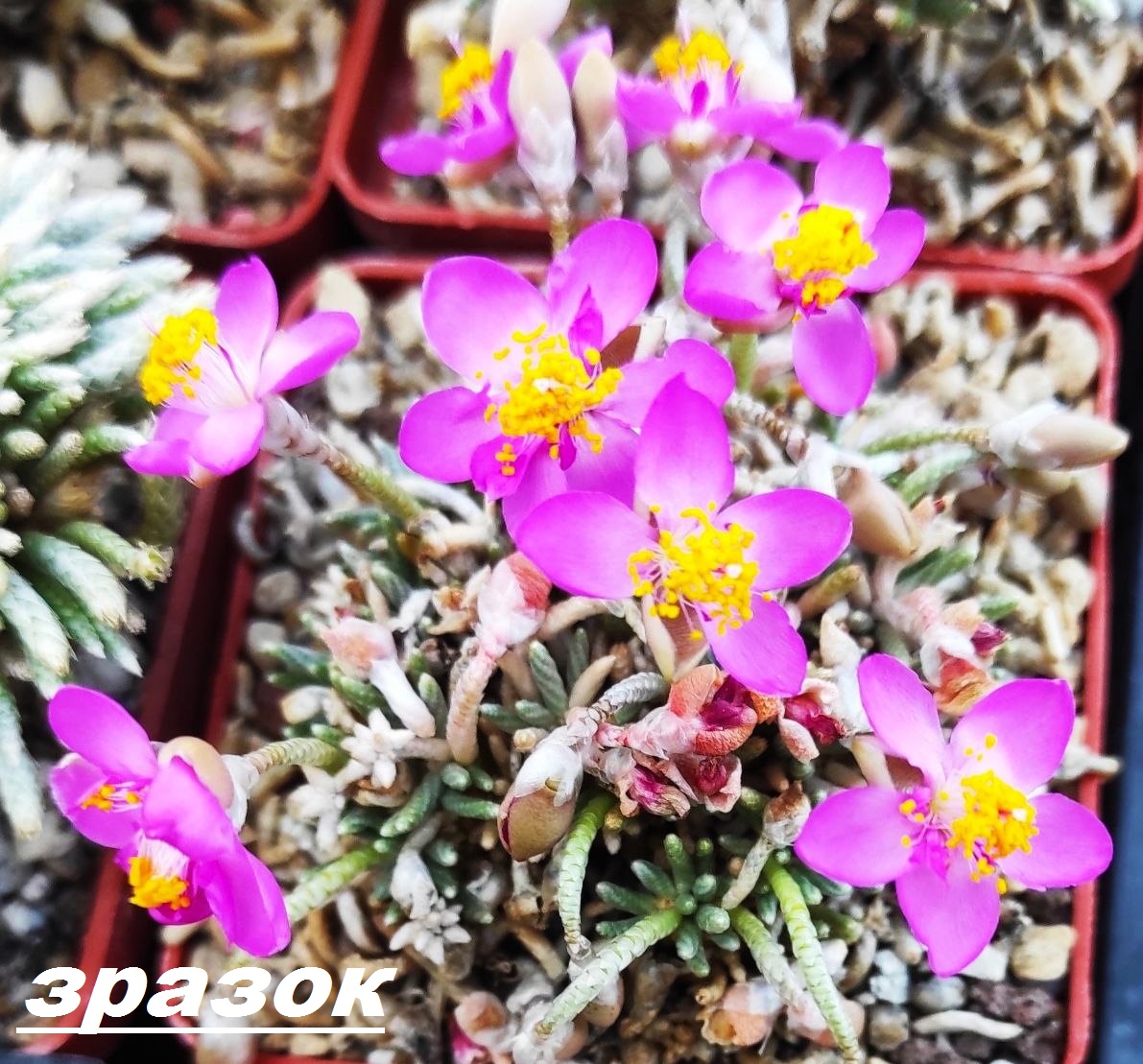 anacampseros alstonii v. rubriflora , насіння, порція 25 шт