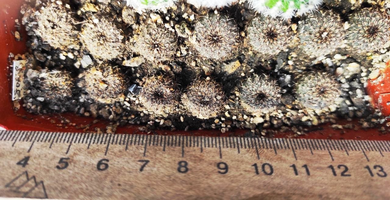 frailea castanea — ПО 100, СЕМЕНА 25-100