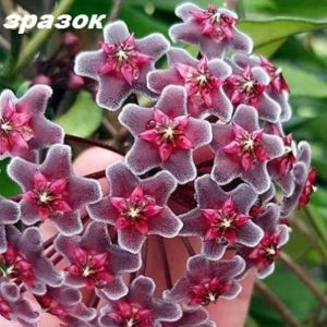 Hoya pubicalyx `Red Button’s` (9x9)-3501(437)